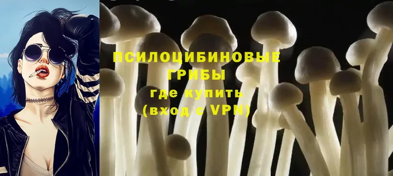 Псилоцибиновые грибы Psilocybine cubensis  как найти закладки  Глазов 